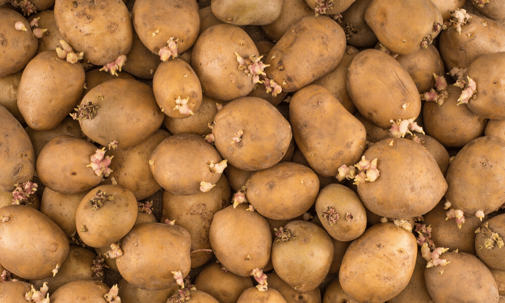 Vrai ou Faux : on ne peut pas manger de pommes de terre avec des germes
