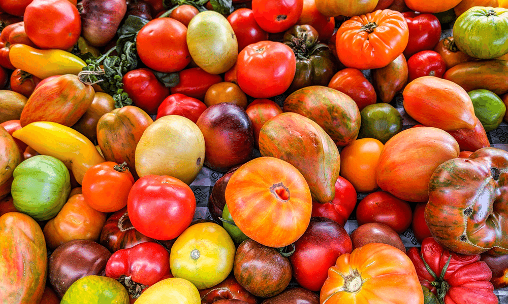 Ce que vous ne saviez pas sur les tomates anciennes : 5 anecdotes.
