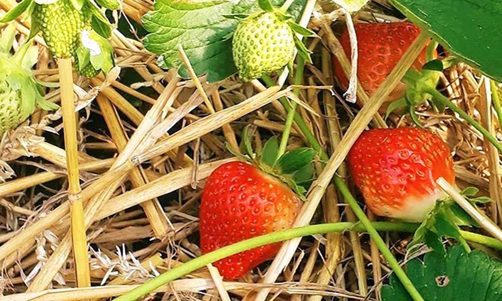 Les fraises du Domaine de la Falize