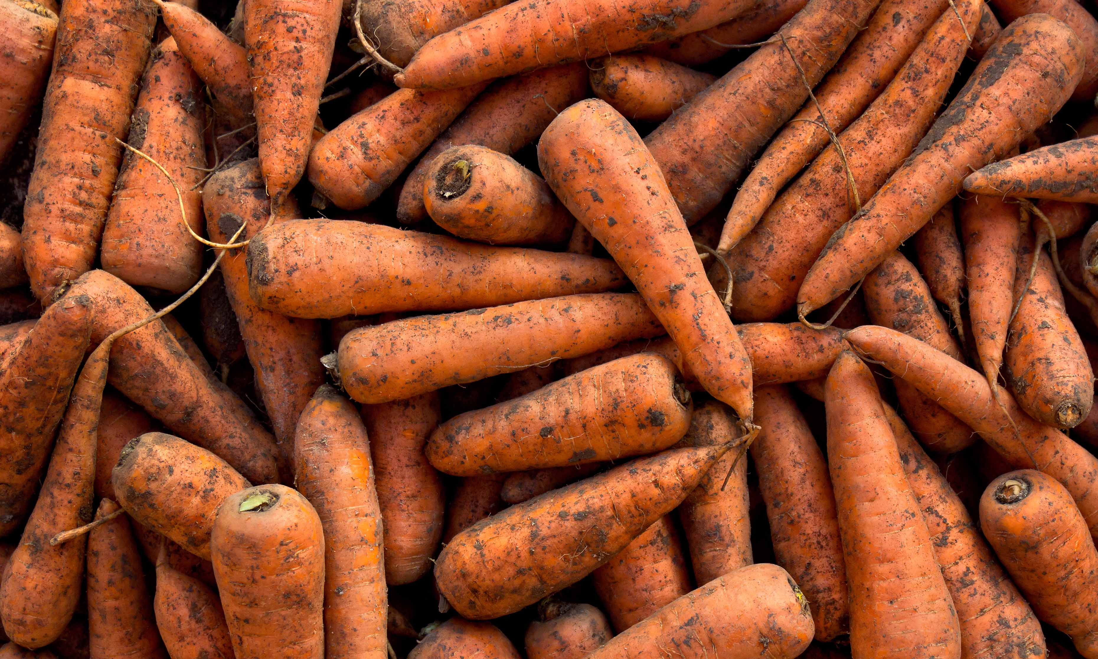 Connaissez-vous la différence entre des carottes lavées et non lavées ?