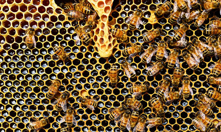 Quelle est la différence entre le miel ordinaire et le miel cru ?